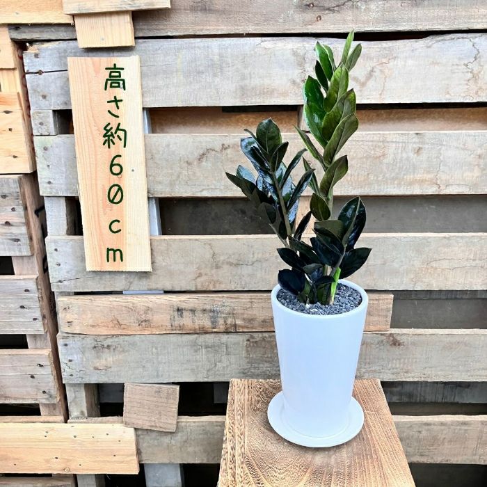 観葉植物現品販売