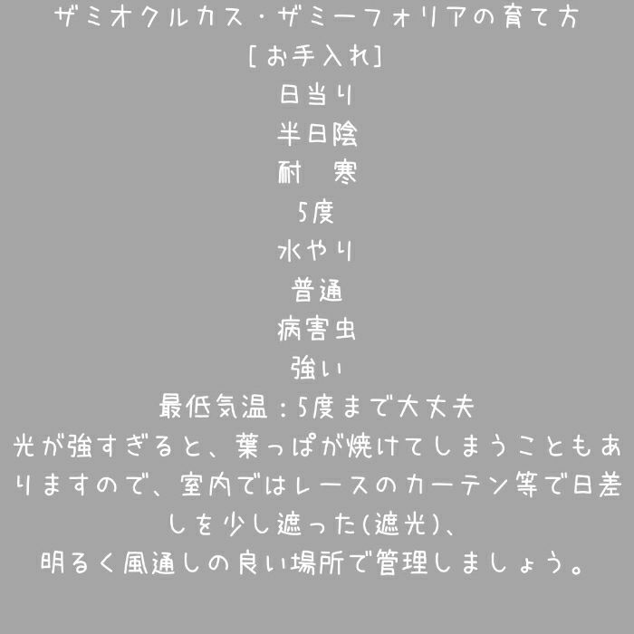 観葉植物現品販売