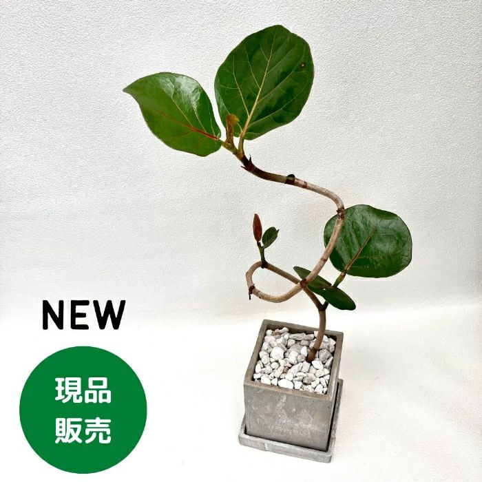 観葉植物現品販売