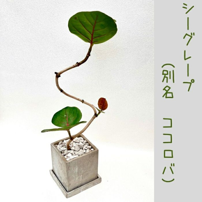 観葉植物現品販売