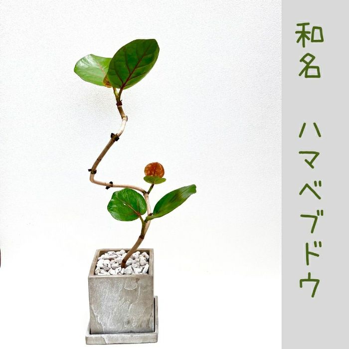 観葉植物現品販売