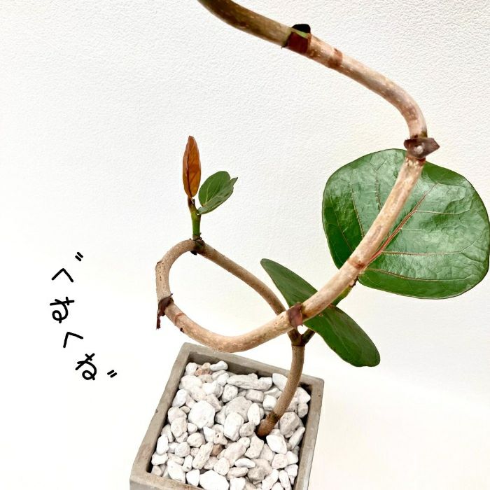 観葉植物現品販売