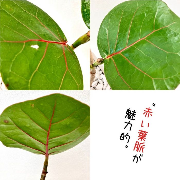 観葉植物現品販売