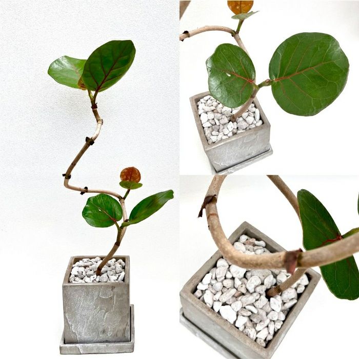 観葉植物現品販売