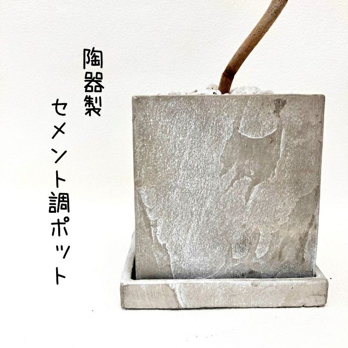 観葉植物現品販売