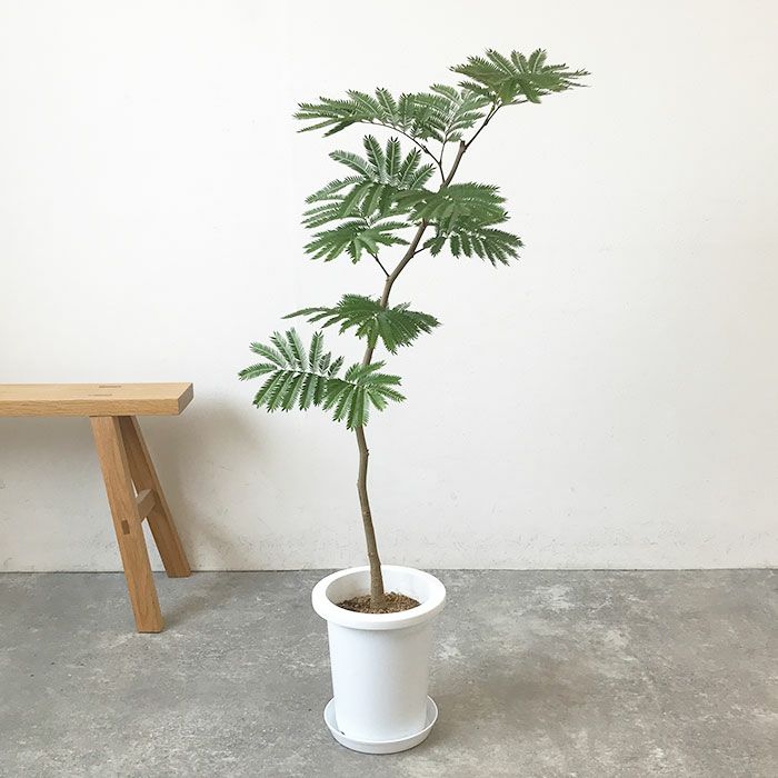 観葉植物 数量限定 エバーフレッシュ 7号鉢