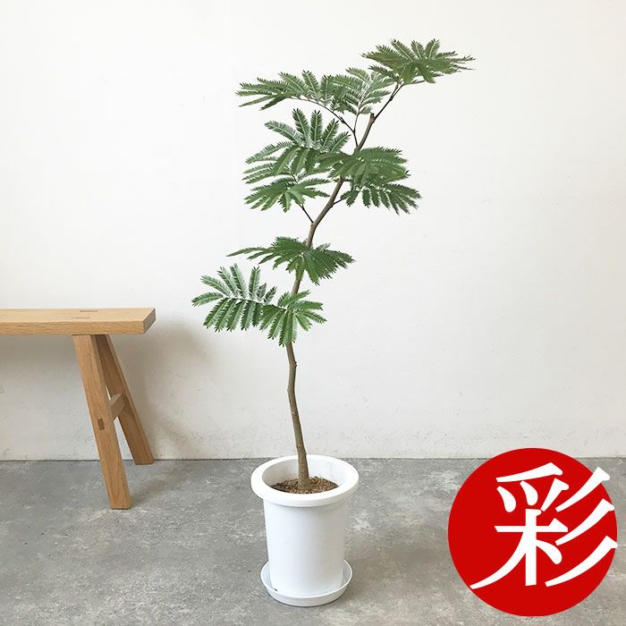 観葉植物 数量限定 エバーフレッシュ 7号鉢