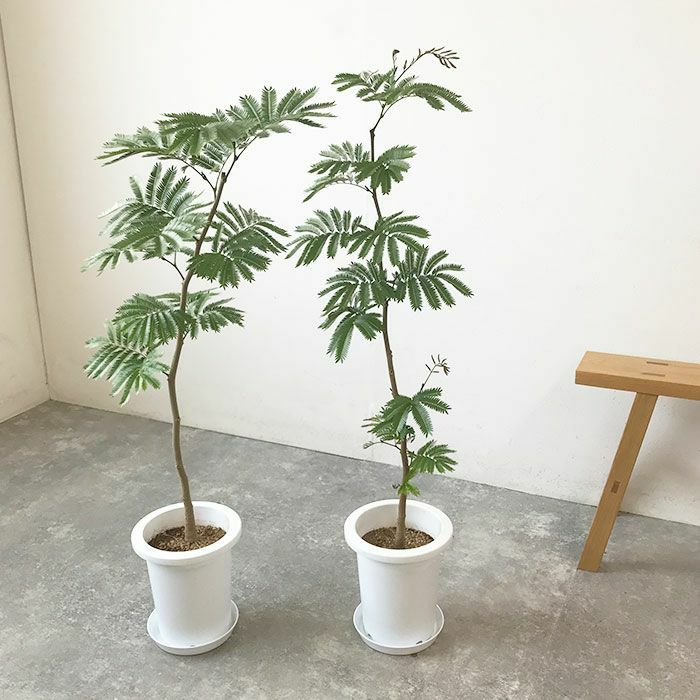 観葉植物 数量限定 エバーフレッシュ 7号鉢