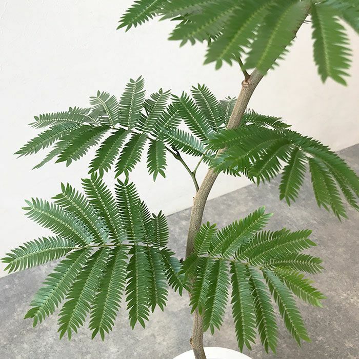 観葉植物 数量限定 エバーフレッシュ 7号鉢