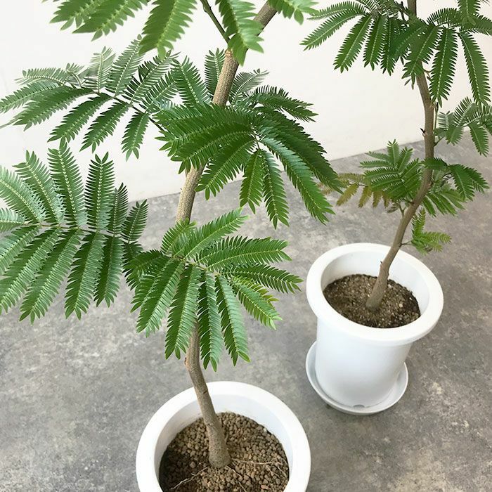 観葉植物 数量限定 エバーフレッシュ 7号鉢
