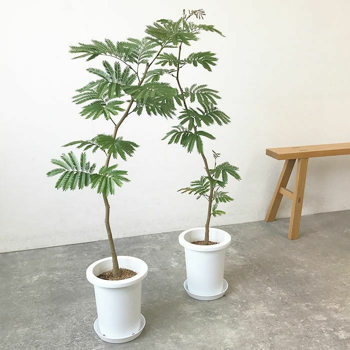 観葉植物 数量限定 エバーフレッシュ 7号鉢