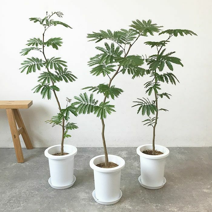 観葉植物 数量限定 エバーフレッシュ 7号鉢
