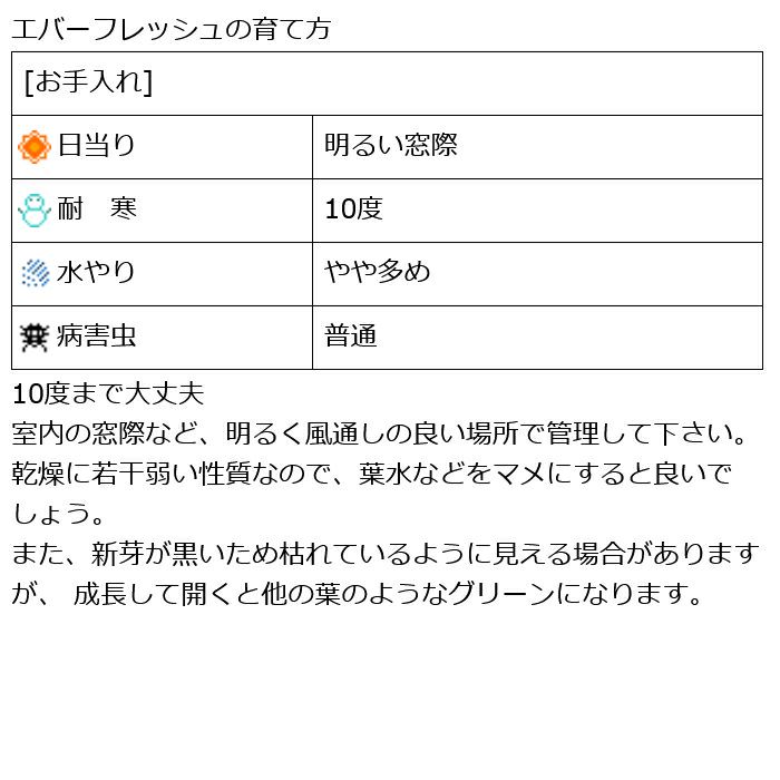 観葉植物 数量限定 エバーフレッシュ 7号鉢