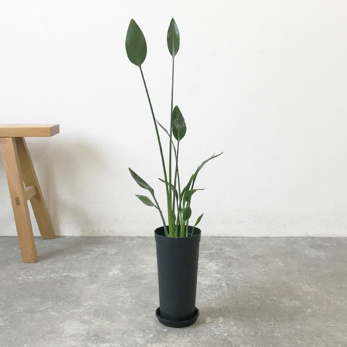 観葉植物 数量限定 ストレリチア ノンリーフ 3.5号ロングポット