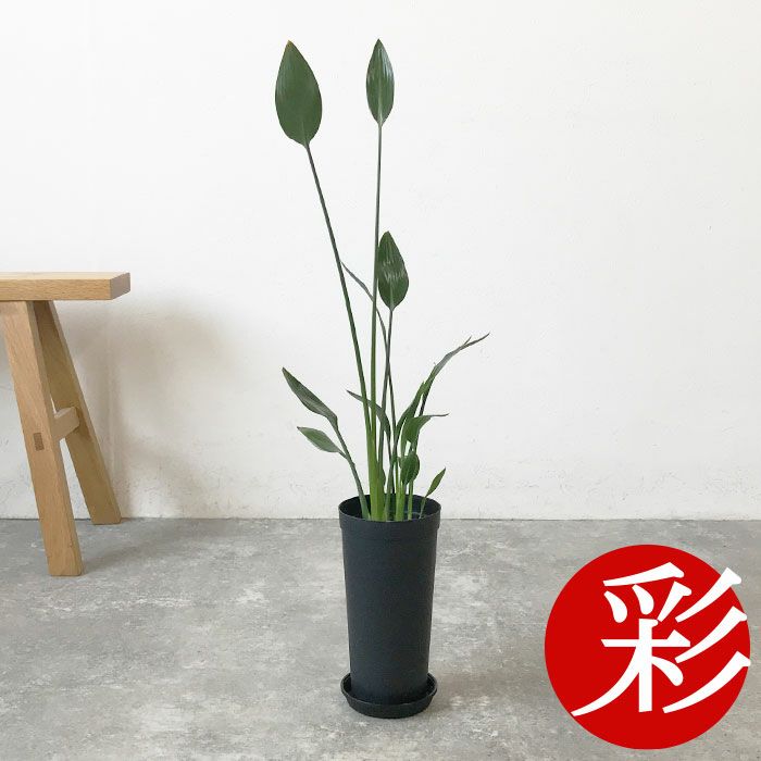 観葉植物 数量限定 ストレリチア ノンリーフ 3.5号ロングポット