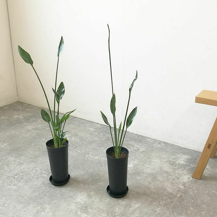 観葉植物 数量限定 ストレリチア ノンリーフ 3.5号ロングポット