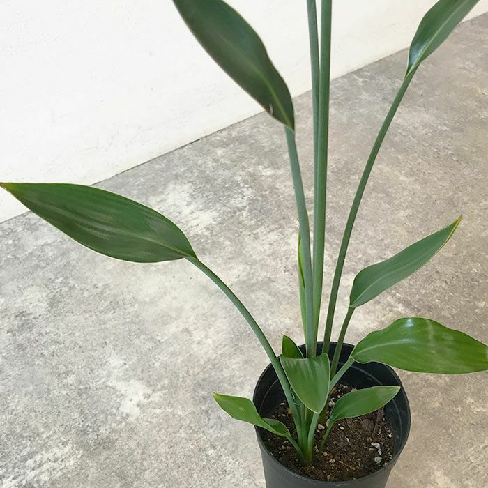 観葉植物 数量限定 ストレリチア ノンリーフ 3.5号ロングポット