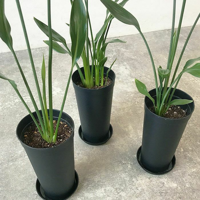 観葉植物 数量限定 ストレリチア ノンリーフ 3.5号ロングポット