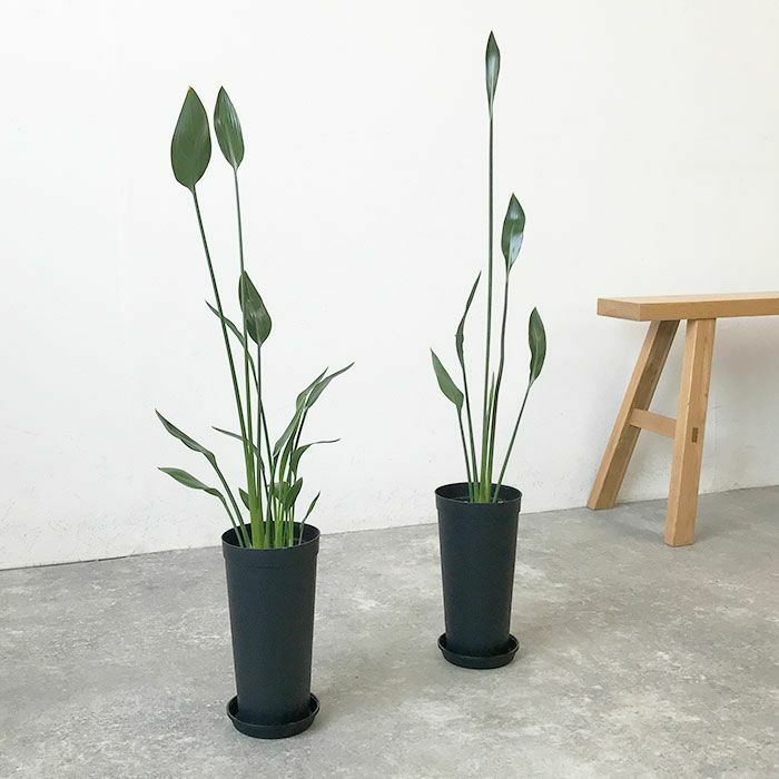 観葉植物 数量限定 ストレリチア ノンリーフ 3.5号ロングポット