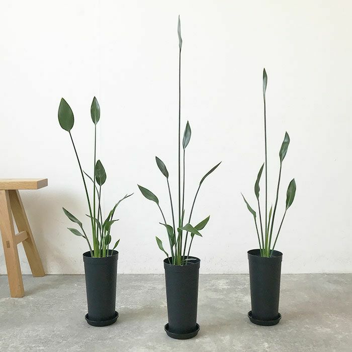 観葉植物 数量限定 ストレリチア ノンリーフ 3.5号ロングポット