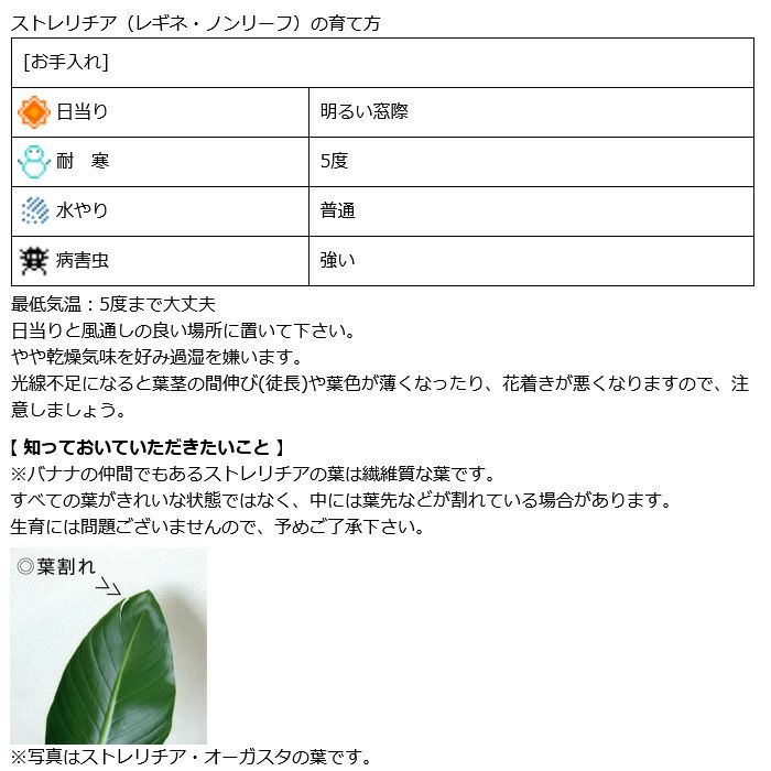 観葉植物 数量限定 ストレリチア ノンリーフ 3.5号ロングポット