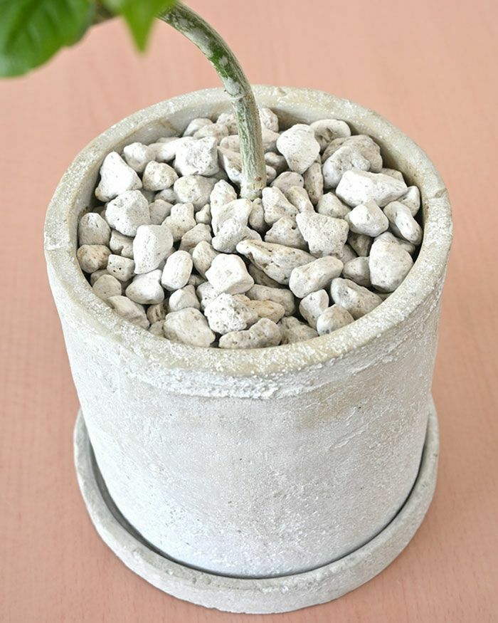 フィカス・ウンベラータ セメントシリンダーポット 観葉植物