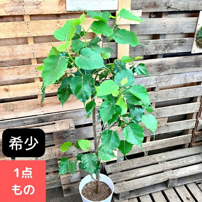 観葉植物現品販売