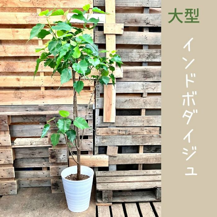 観葉植物現品販売