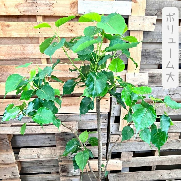 観葉植物現品販売