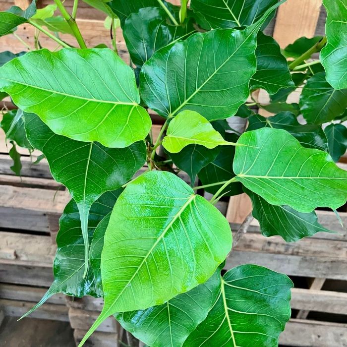 観葉植物現品販売