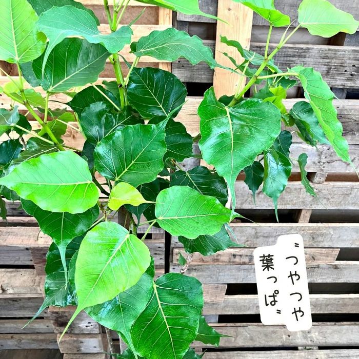 観葉植物現品販売