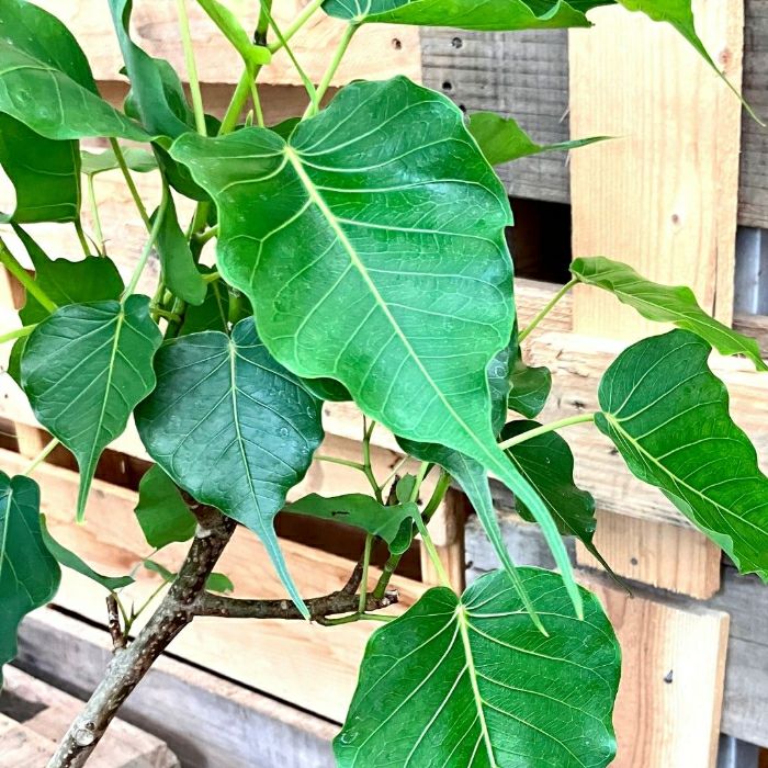 観葉植物現品販売