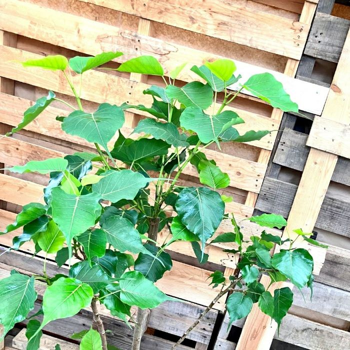 観葉植物現品販売