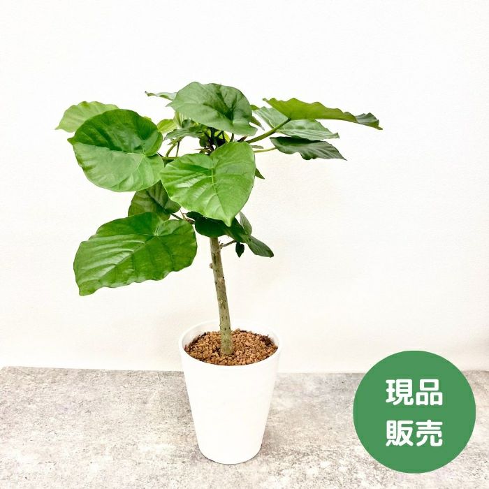 観葉植物現品販売