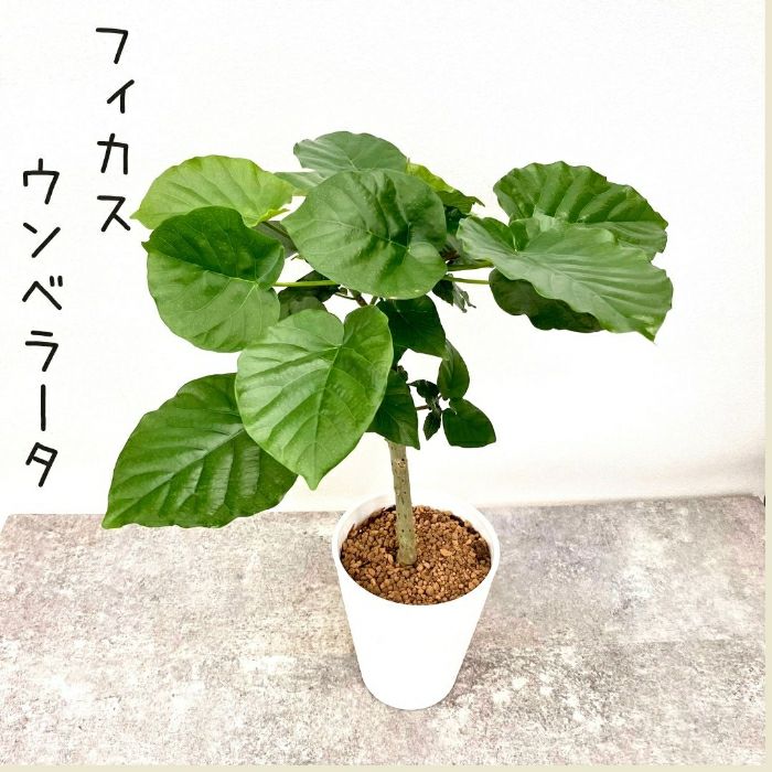 観葉植物現品販売