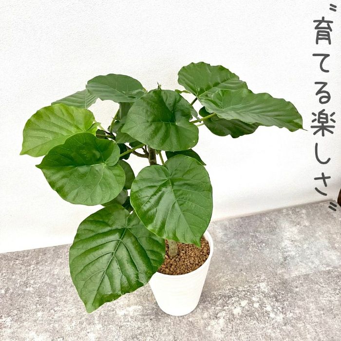 観葉植物現品販売