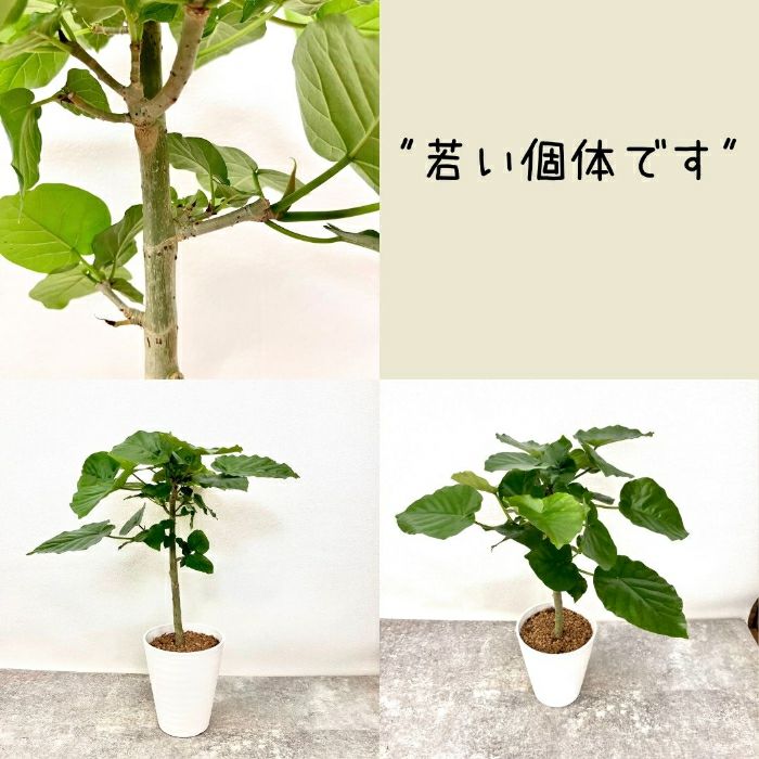 観葉植物現品販売