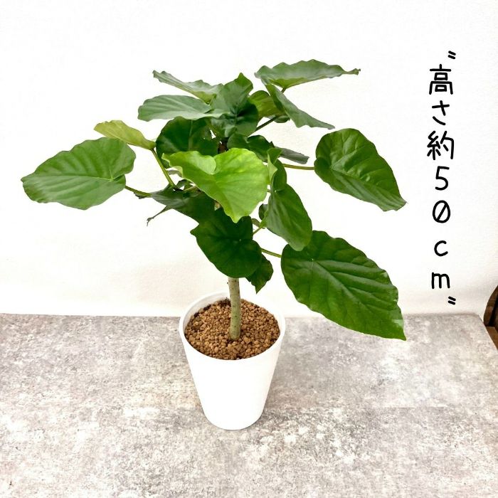 観葉植物現品販売
