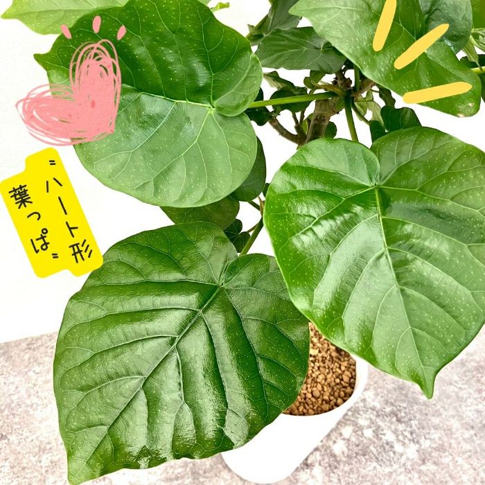 観葉植物現品販売