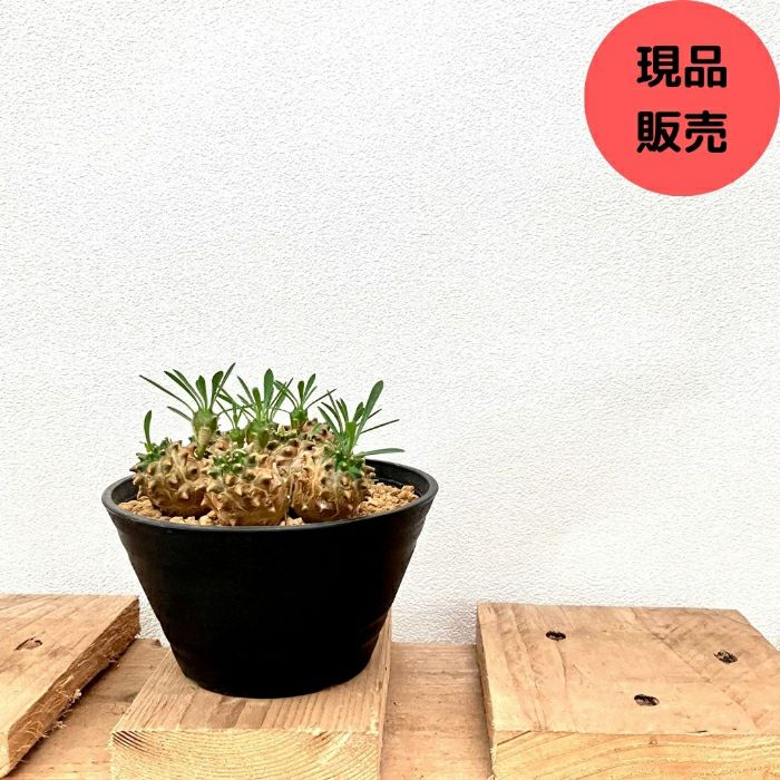 観葉植物現品販売