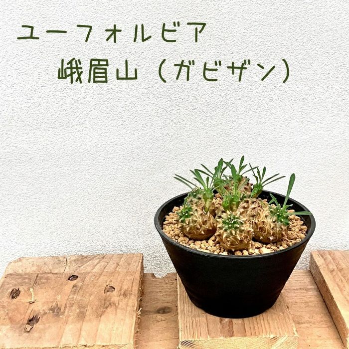 観葉植物現品販売