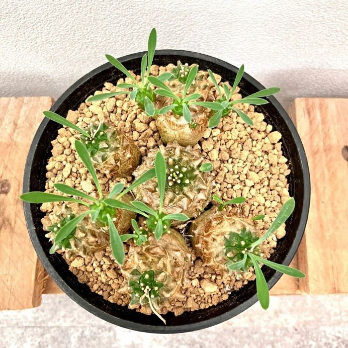 観葉植物現品販売