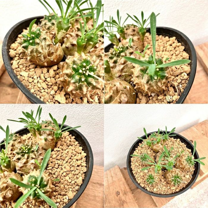 観葉植物現品販売