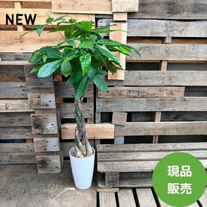 観葉植物現品販売