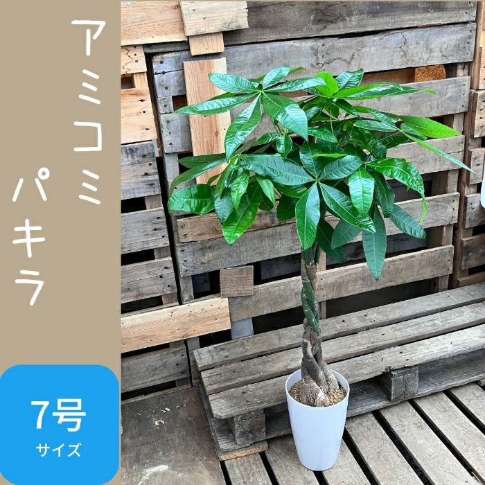 観葉植物現品販売