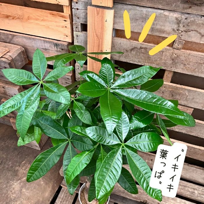 観葉植物現品販売