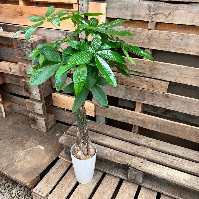 観葉植物現品販売