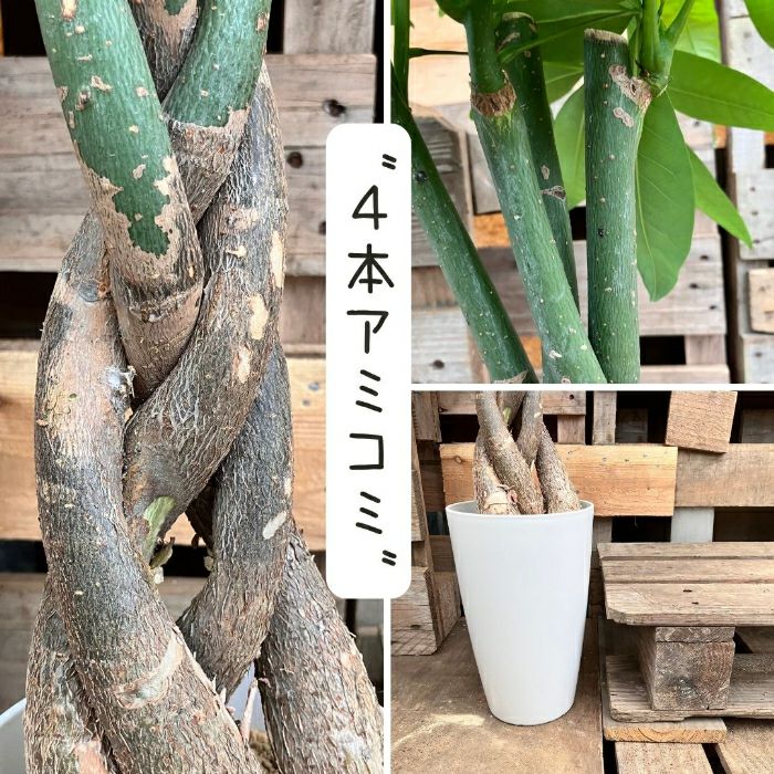 観葉植物現品販売