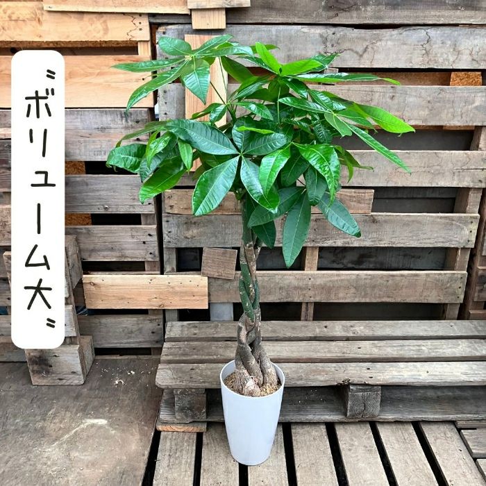 観葉植物現品販売