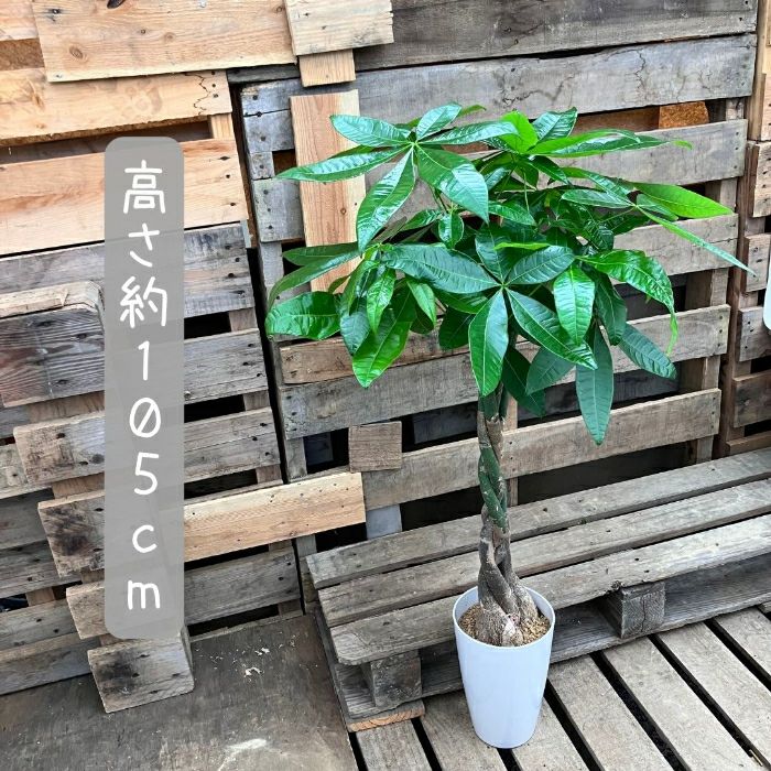 観葉植物現品販売